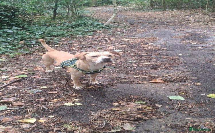 Mixed Breed dogs - Advert 2
