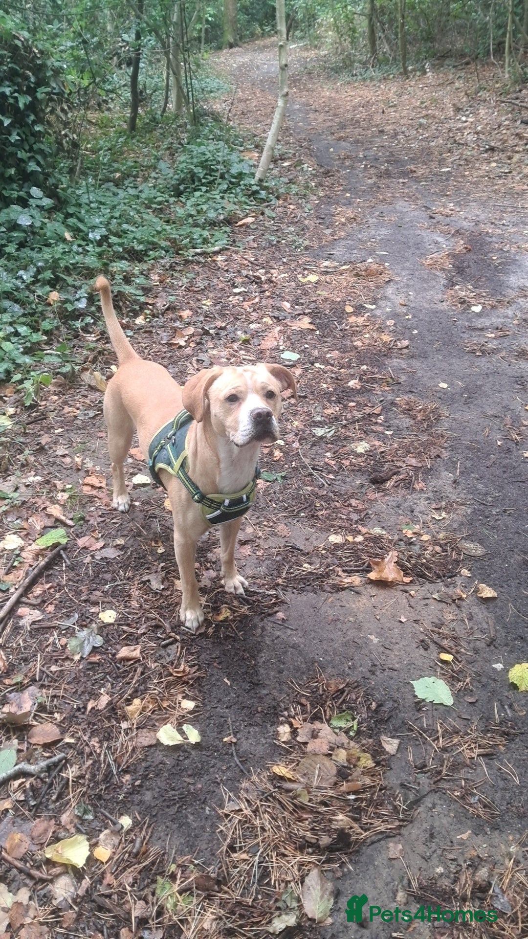 Mixed Breed dogs for sale: Arlo the French cockapoo - Image 1