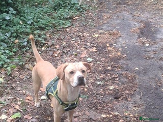 Mixed Breed dogs - Advert 25