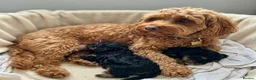 Cavapoo dogs for sale: Gorgeous cavapoo puppies. - Advert 1