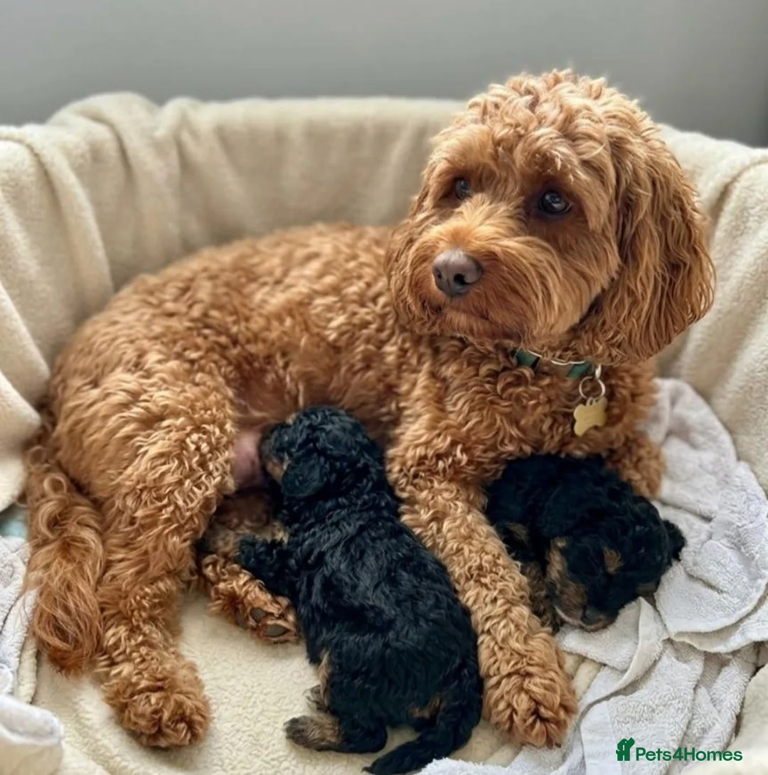 Cavapoo dogs for sale: Gorgeous cavapoo puppies. - Advert 1