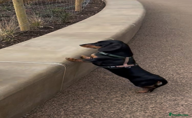 Miniature Dachshund dogs - Advert 2