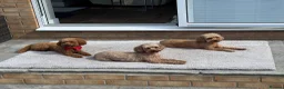 Cavapoo dogs for sale: Cavapoo F1B puppies - Advert 5