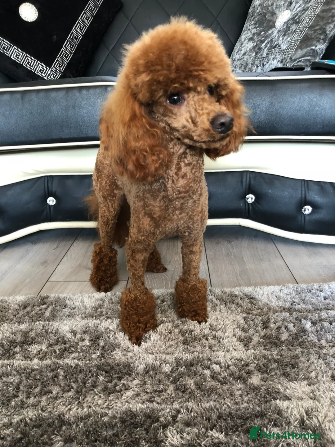 Maltipoo dogs for sale: Health tested Maltipoos - Advert 2