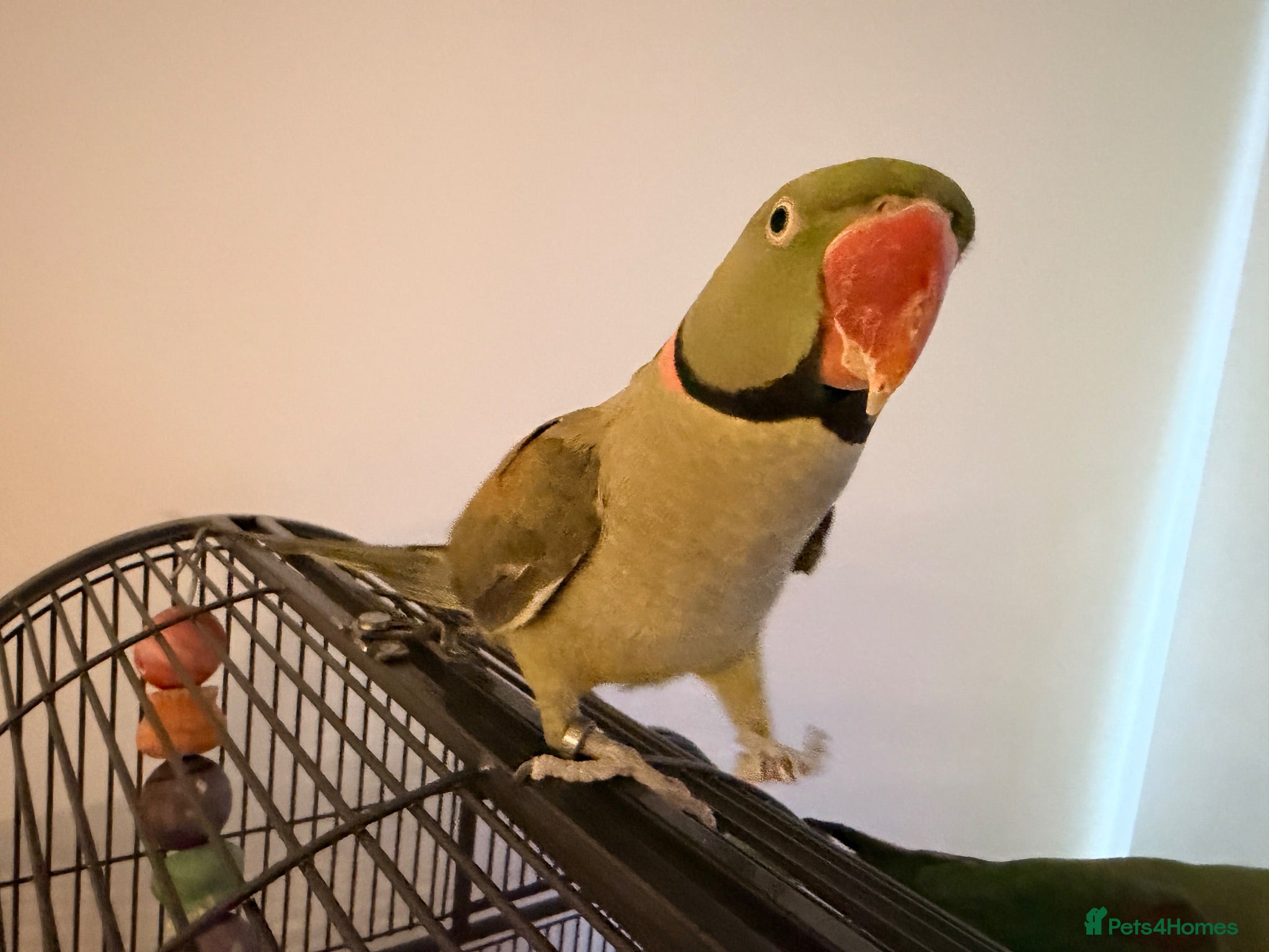 Parrots birds One male and One female Alexandrine Parrot, BONDED - Advert 3