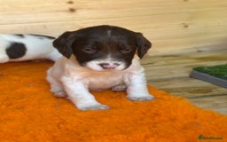 English Springer Spaniel dogs for sale: KC SPRINGER SPANIELS  - Image 4