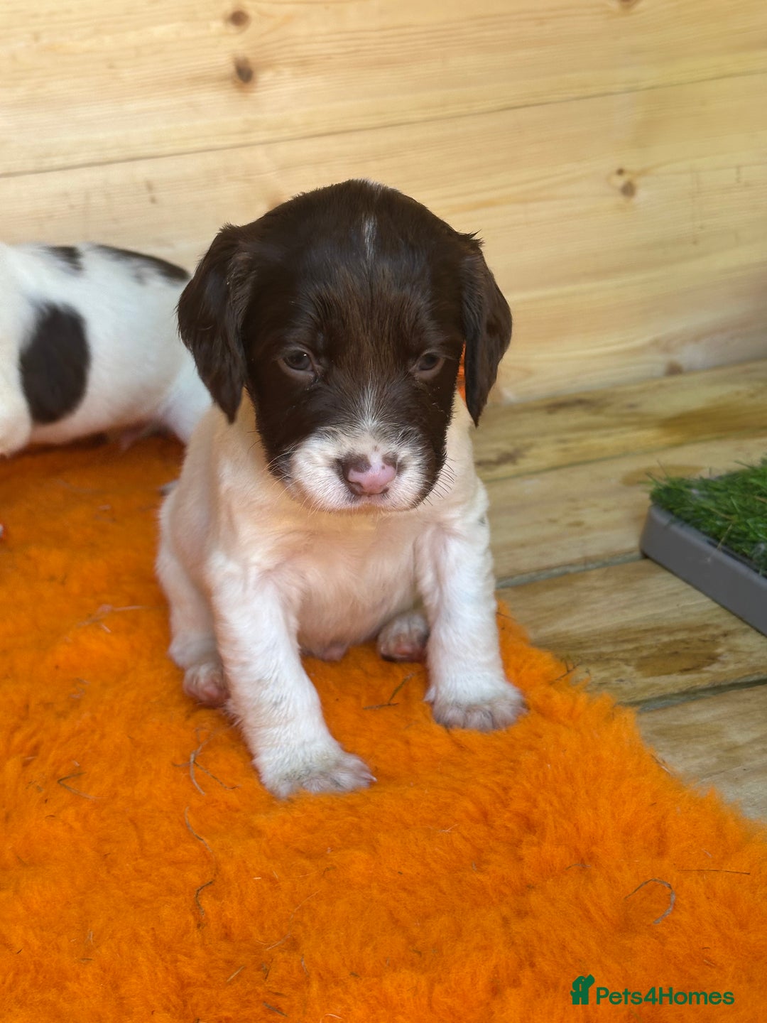 English Springer Spaniel dogs for sale: KC SPRINGER SPANIELS  - Image 4