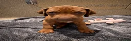 Rhodesian Ridgeback dogs for sale: Rhodesian Ridgeback puppies in Walsall - Advert 24