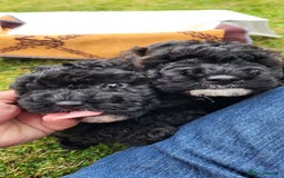 Cockapoo dogs for sale: Last girl Health checked and ready to go  - Image 4
