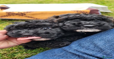 Cockapoo dogs - Advert 6