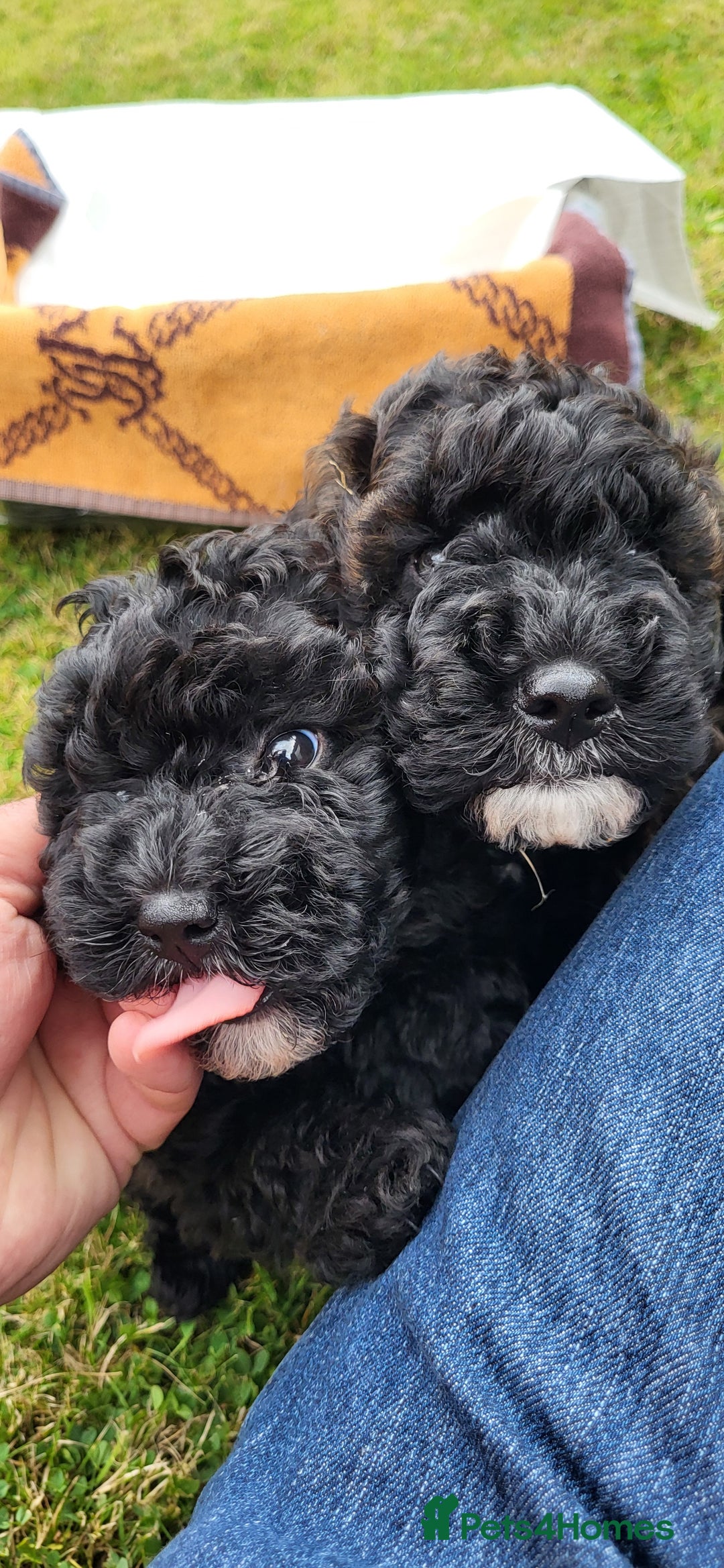 Cockapoo dogs for sale: Last girl Health checked and ready to go  - Image 4