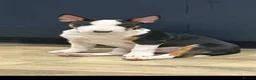 Miniature Bull terrier dogs for sale: Miniature English Bull Terrier - Advert 5