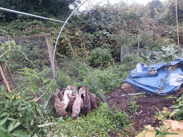 Ducks poultry - Advert 15