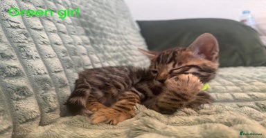 Bengal cats - Advert 2