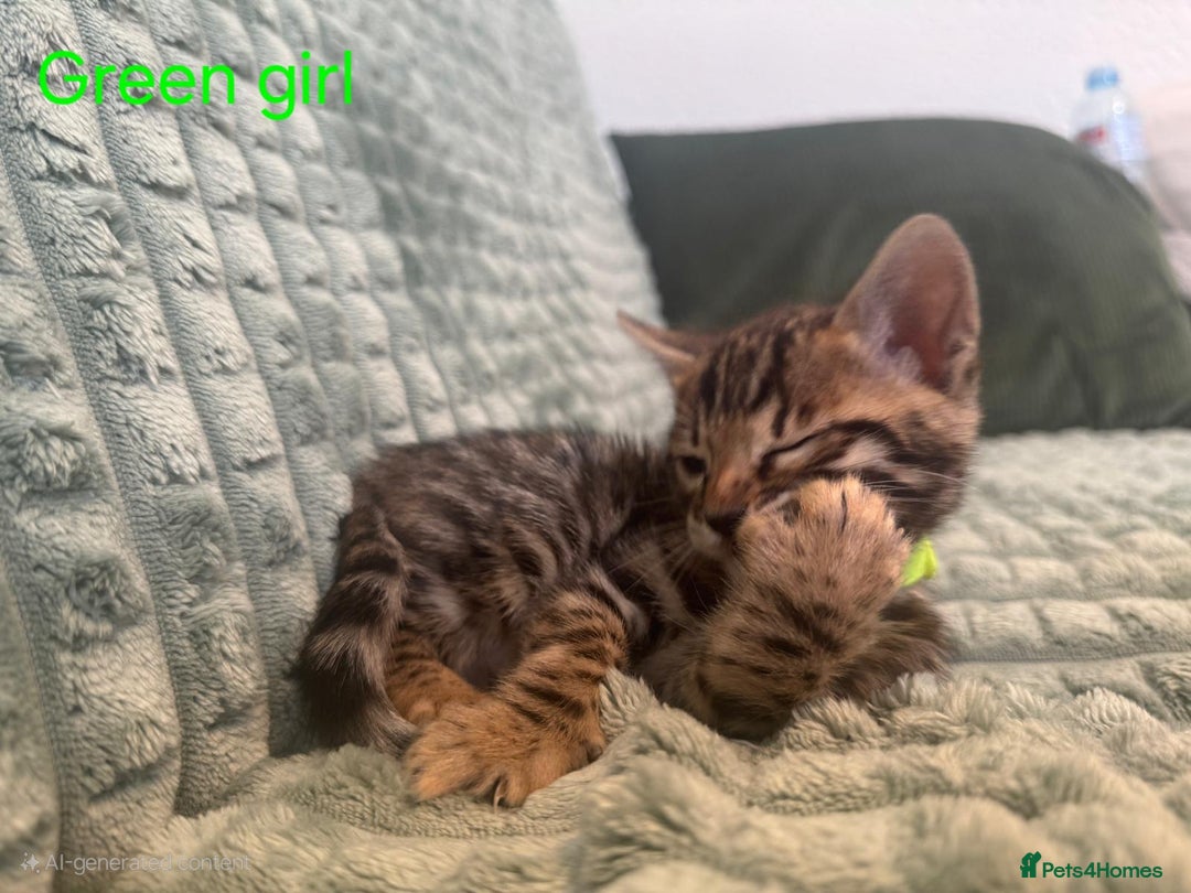 Bengal cats for sale: Pure bengal kittens  - Image 3