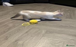 Turkish Angora cats for sale: Turkish Angora kittens - Image 16