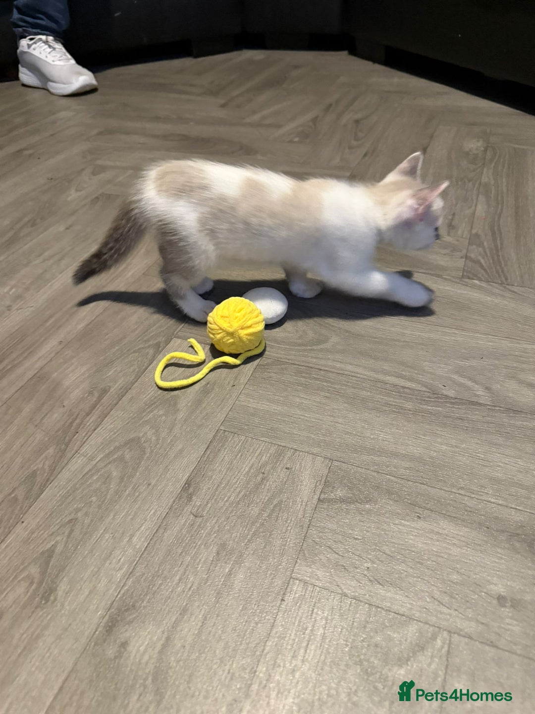 Turkish Angora cats for sale: Turkish Angora kittens - Image 16