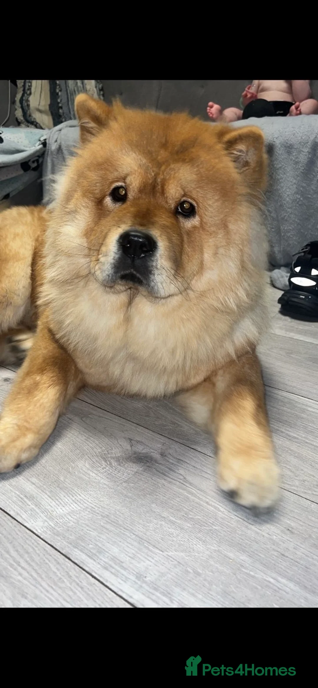 Chow Chow dogs for sale: Narla  - Advert 2