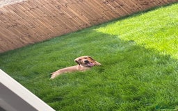 Mixed Breed dogs for sale: Red Fox Lab - Image 4