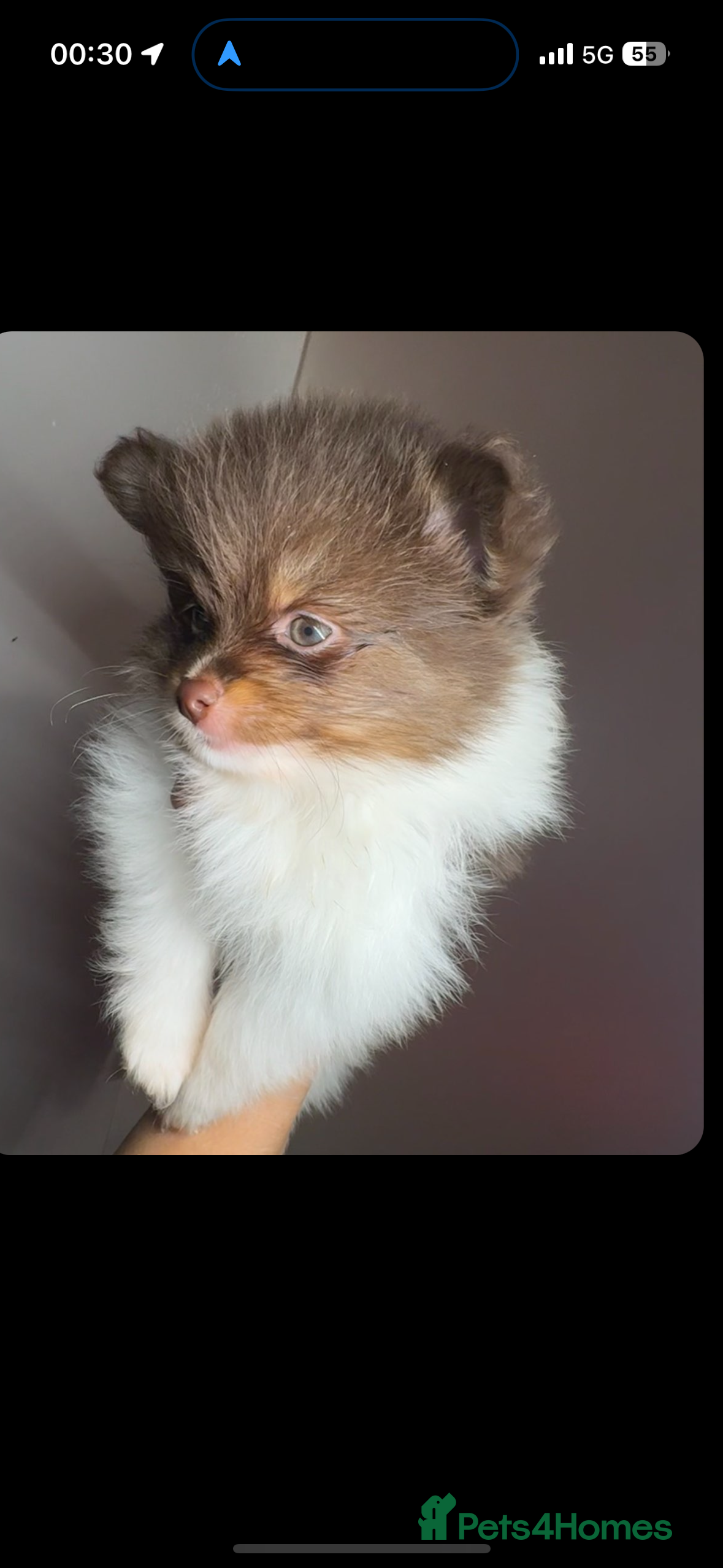 Pomeranian dogs Pomeranian for sale - Advert 4