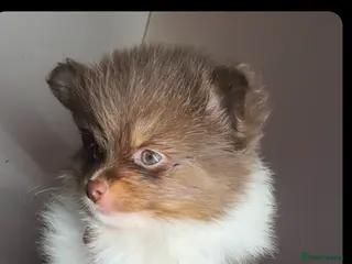 Pomeranian dogs Pomeranian for sale - Advert 4