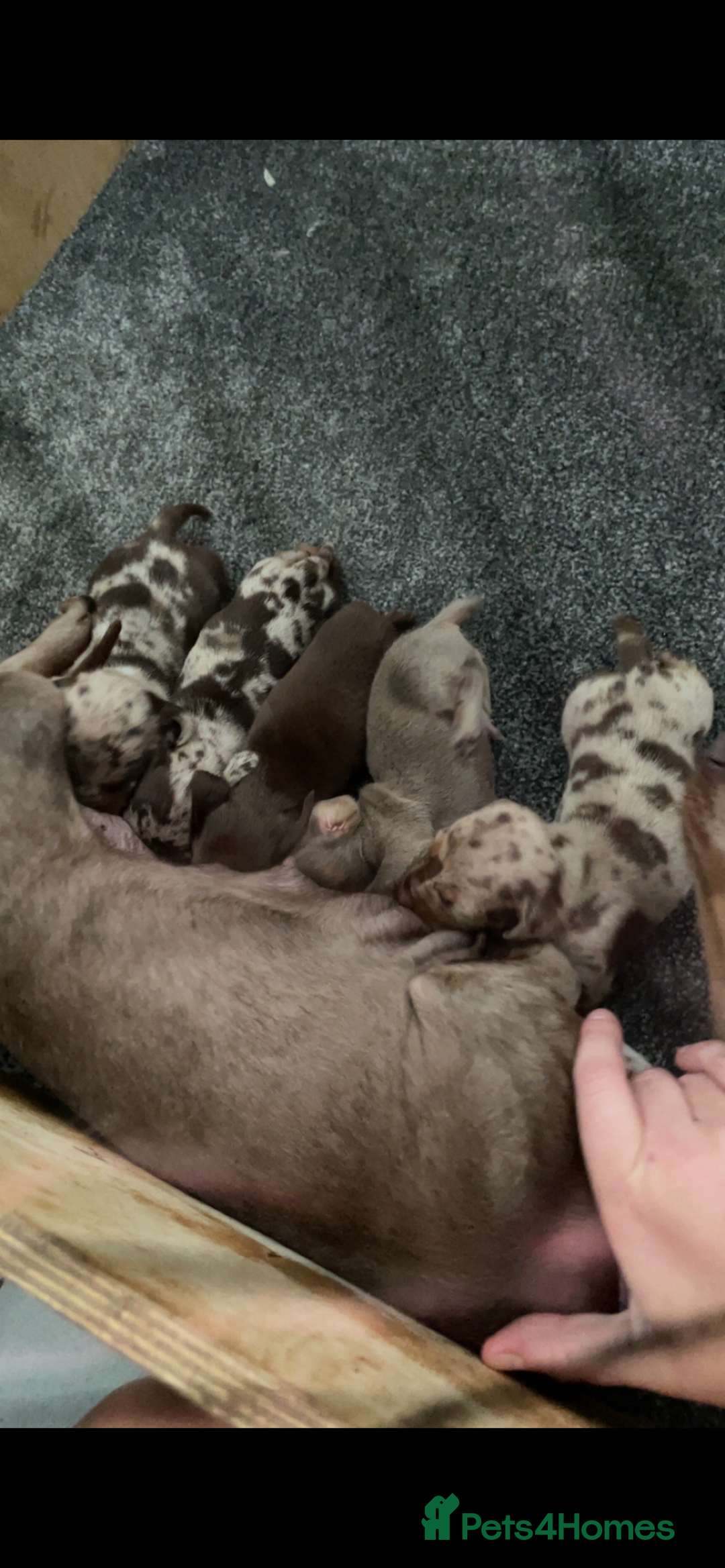 Miniature Dachshund dogs for sale: Kc miniature daschunds - Image 2