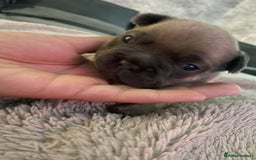 French Bulldog dogs for sale: Last little true to type Frenchbulldog - Image 2
