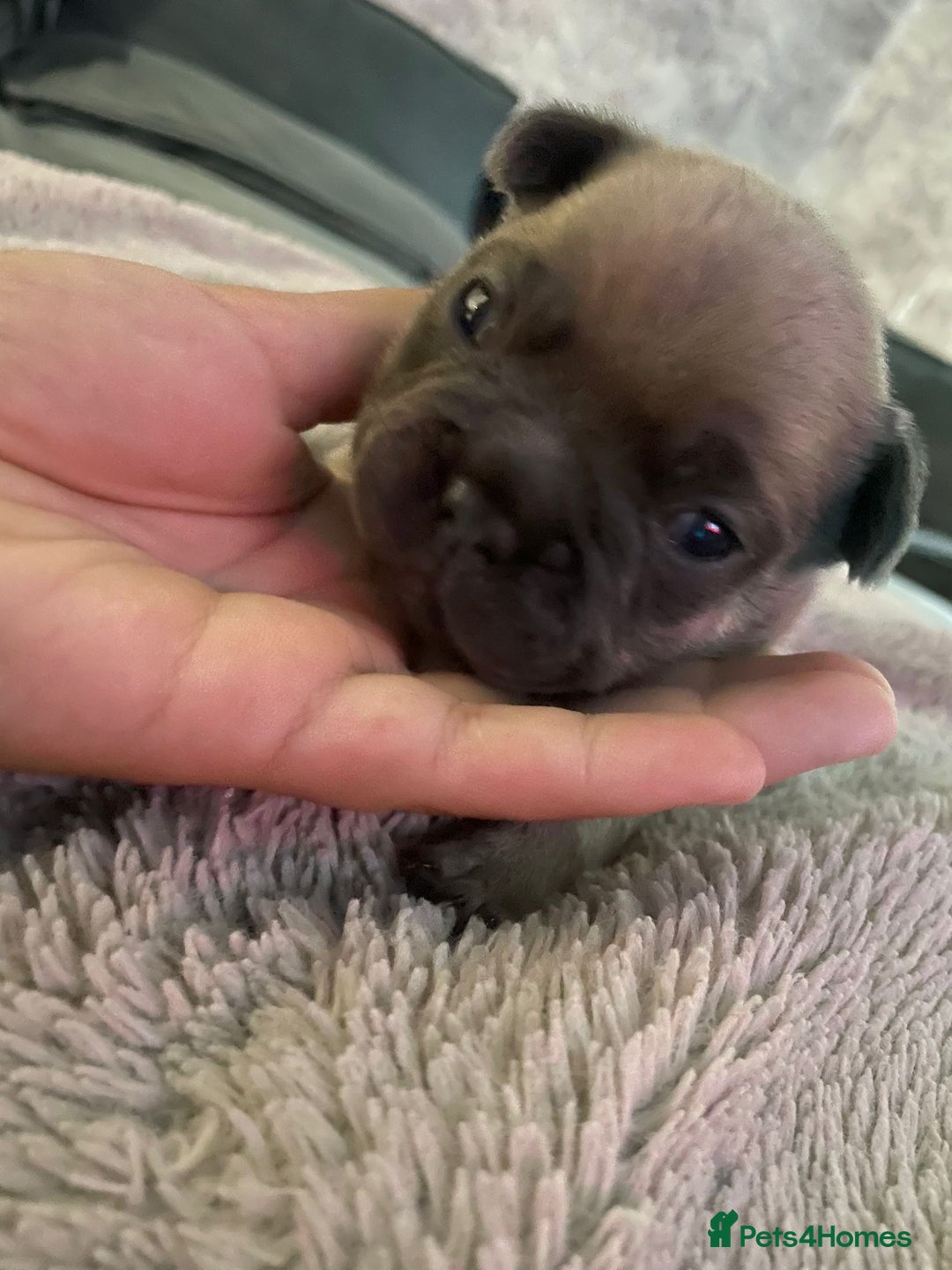 French Bulldog dogs for sale: Last little true to type Frenchbulldog - Image 2