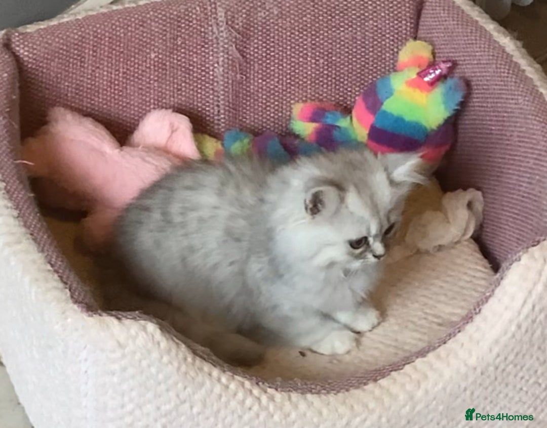 Persian cats for sale: 3 boys Persian chinchilla doll faced  - Image 2