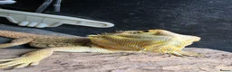 Bearded Dragon reptiles for sale: Bearded dragon  - Advert 3