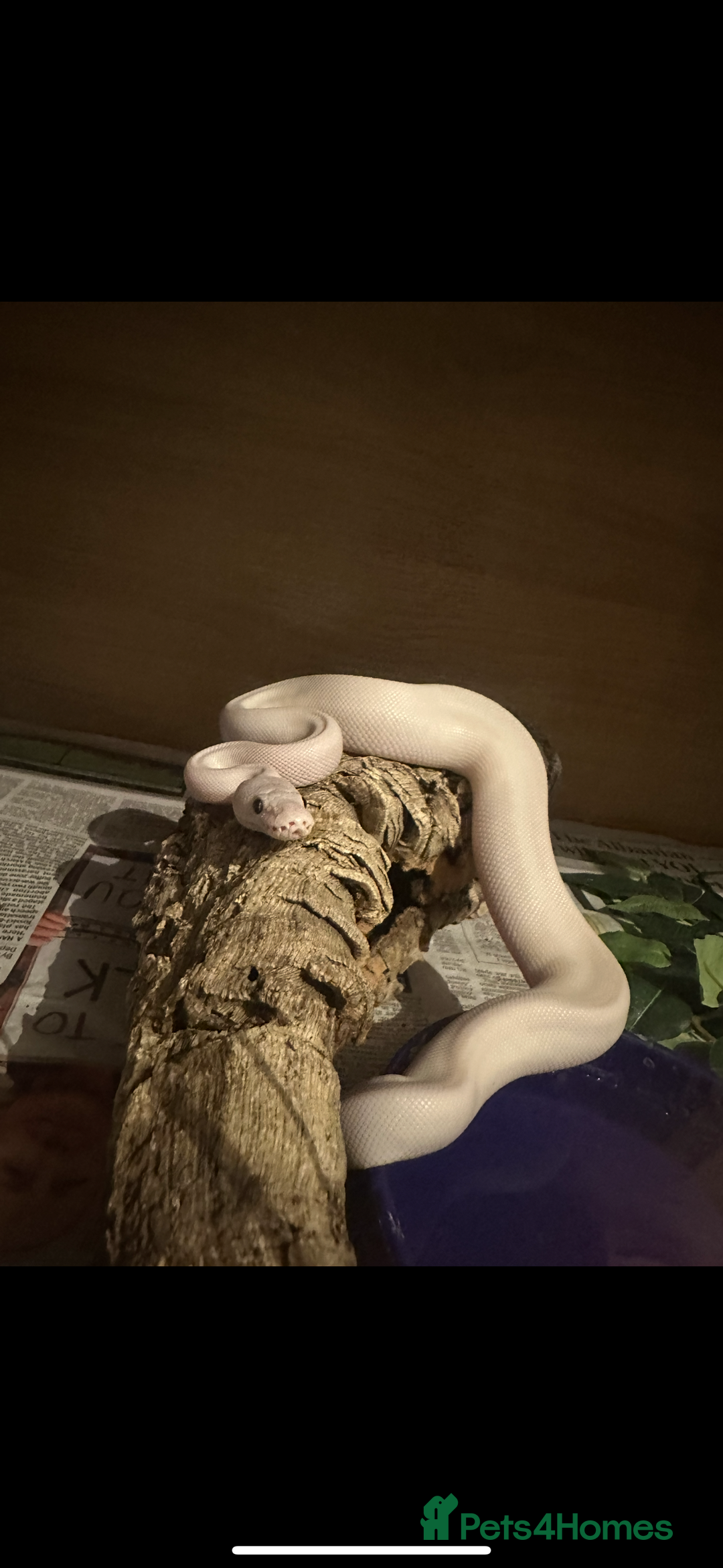 Python Snake reptiles for sale: Boy ball python  - Advert 3