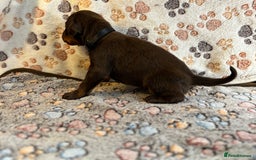 Dobermann dogs for sale: Doberman Puppies For Sale  - Image 5