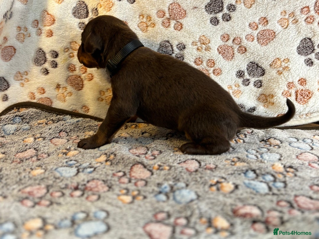 Dobermann dogs for sale: Doberman Puppies For Sale  - Image 5
