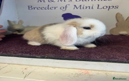 Mini Lop rabbits for sale: Beautiful litter of mixed mini lops  - Image 12