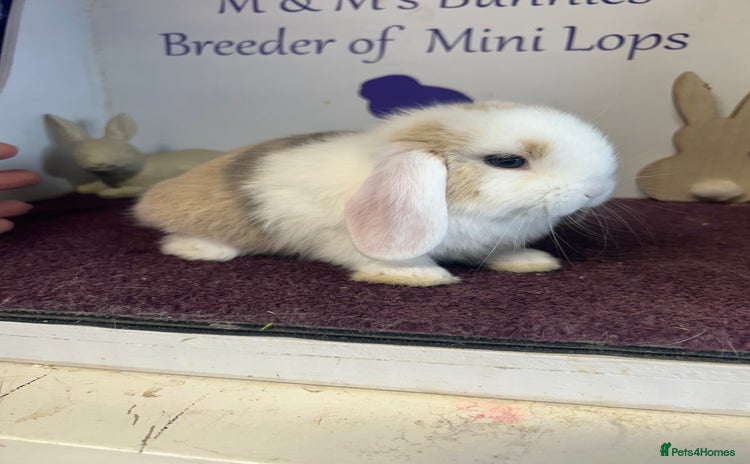 Mini Lop rabbits - Advert 4
