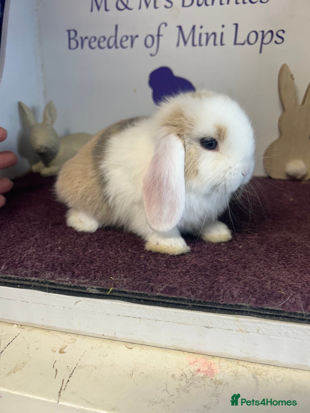 Mini Lop rabbits for sale: Beautiful litter of mixed mini lops  - Image 12