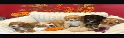 Cockapoo dogs for sale: Beautiful Cockapoo Puppies  in Northallerton - Advert 1