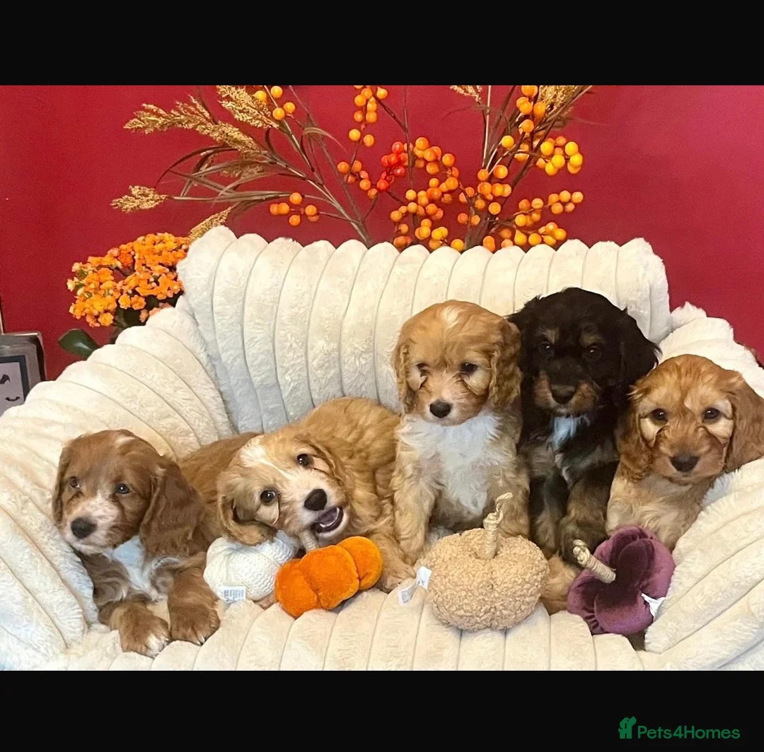 Cockapoo dogs for sale: Beautiful Cockapoo Puppies  in Northallerton - Advert 1