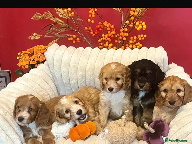 Cockapoo dogs for sale: Beautiful Cockapoo Puppies - Advert 1