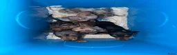 Miniature Dachshund dogs for sale: Miniature dachshund puppies  - Advert 7