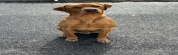 Labrador Retriever dogs for stud: Red fox Labrador for stud (Ralph) - Advert 2