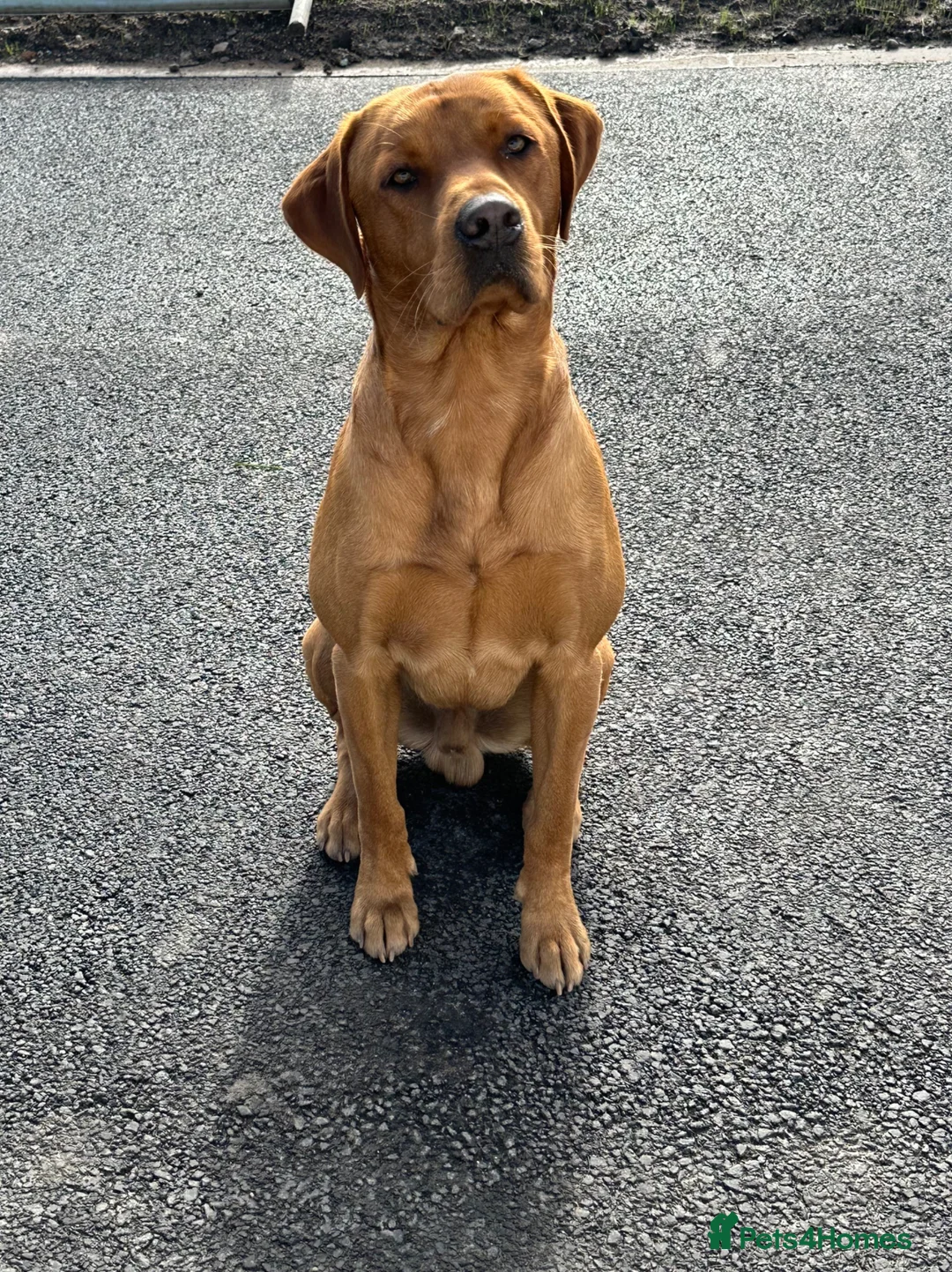 Labrador Retriever dogs for stud: Red fox Labrador for stud (Ralph) - Advert 2