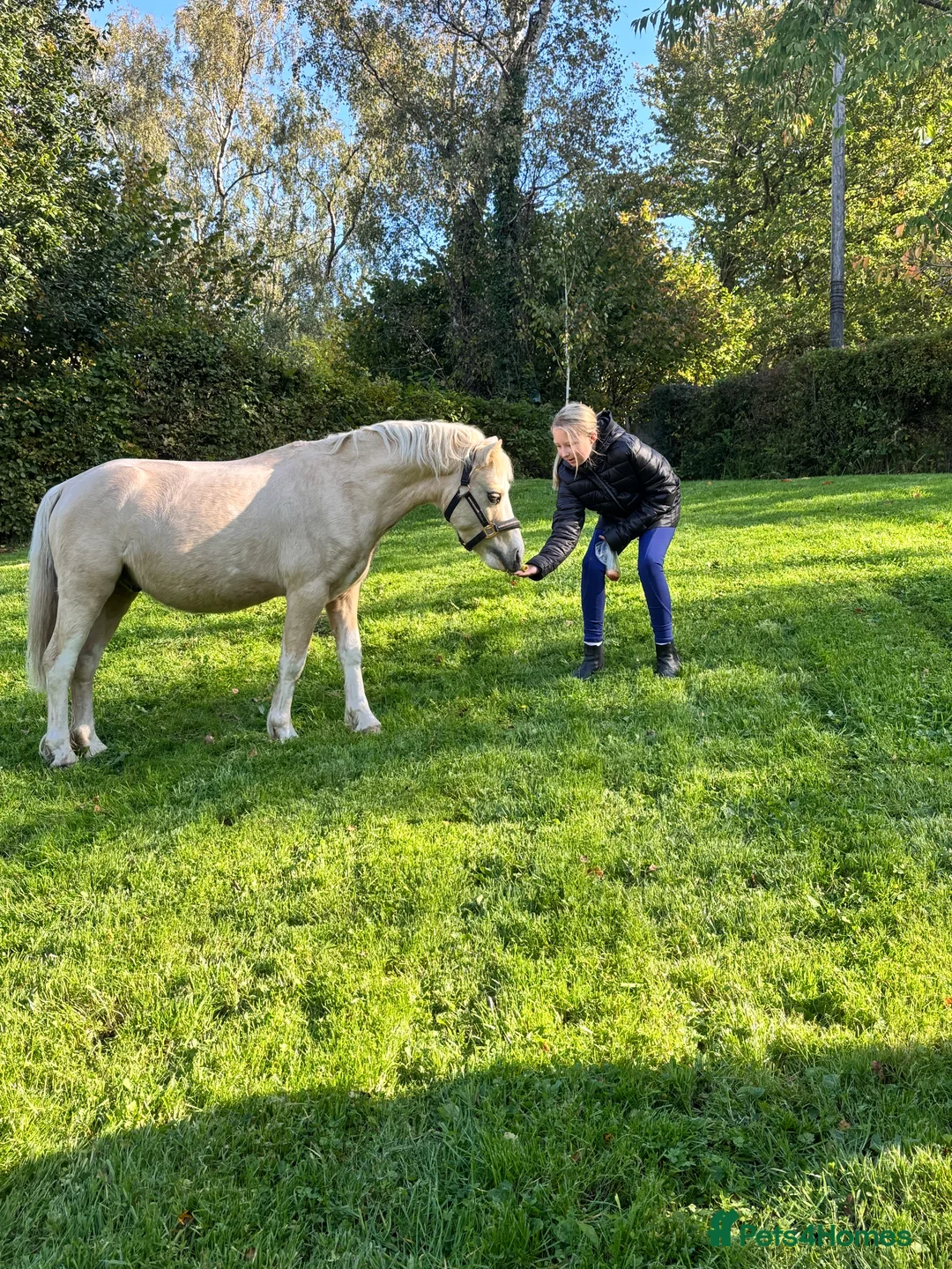 Welsh Section A horses for sale: ⭐️ Lovely Child's Pony for Sale⭐️ - Advert 4