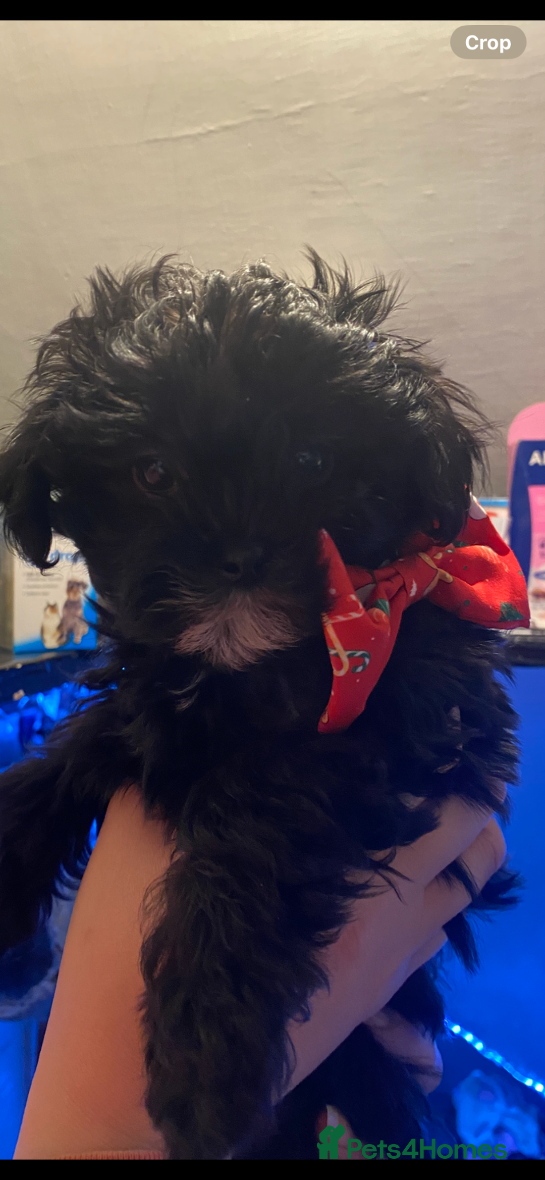 Maltipoo dogs for sale: Rare micro toy teddyface Korean/Asian maltipoos😍 - Advert 15