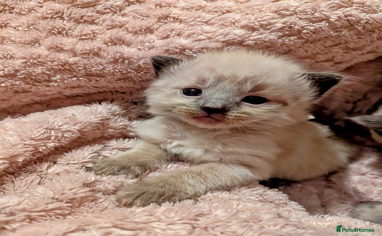 Ragdoll cats - Advert 13