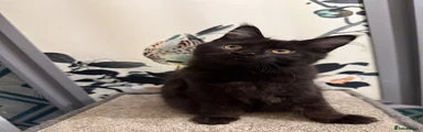 Cyrus
