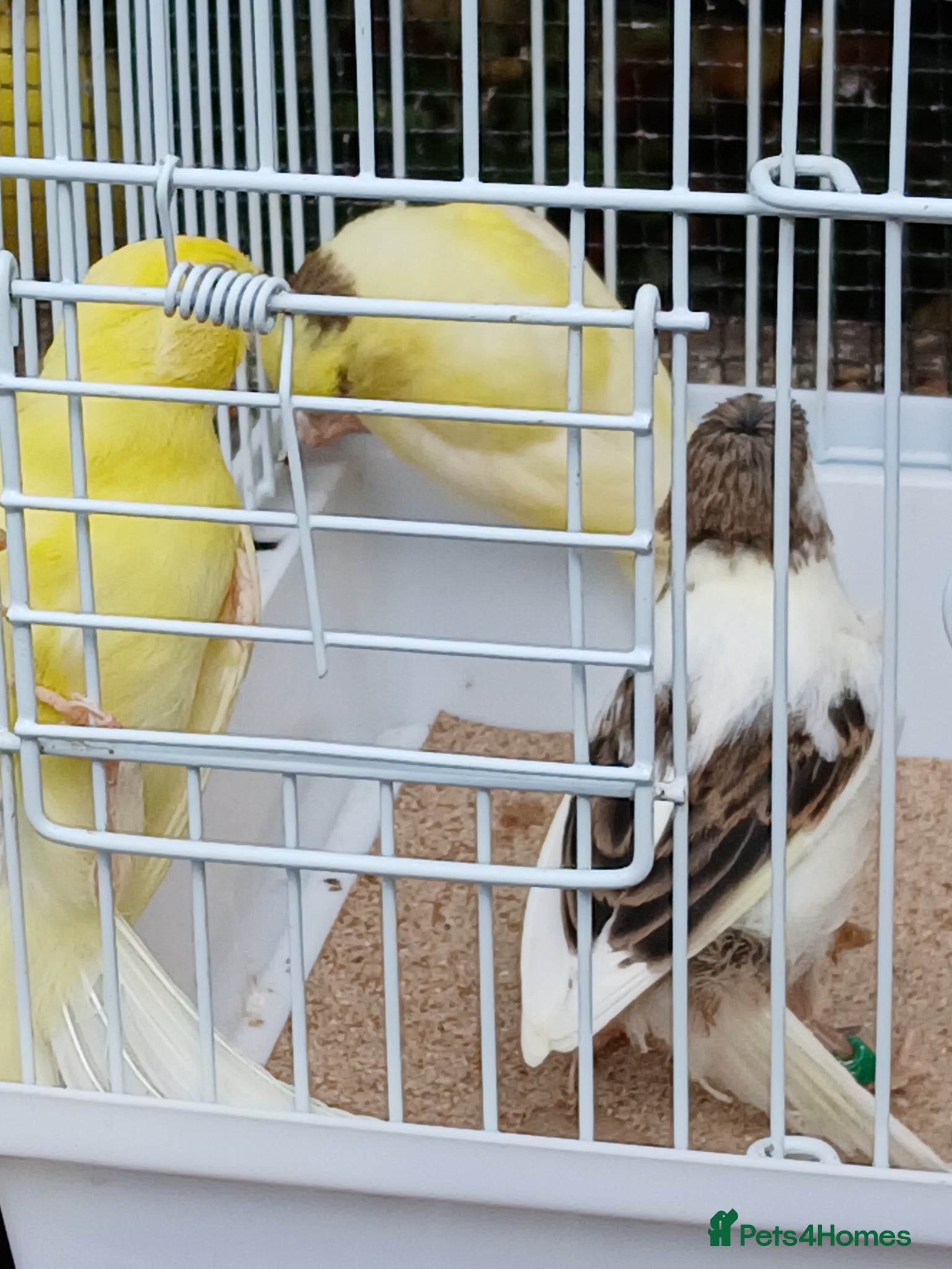 Canaries birds for sale: Canaries mixed Canaries  - Advert 8