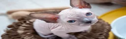 Sphynx cats for sale: Stunning sphinx kittens  - Advert 2