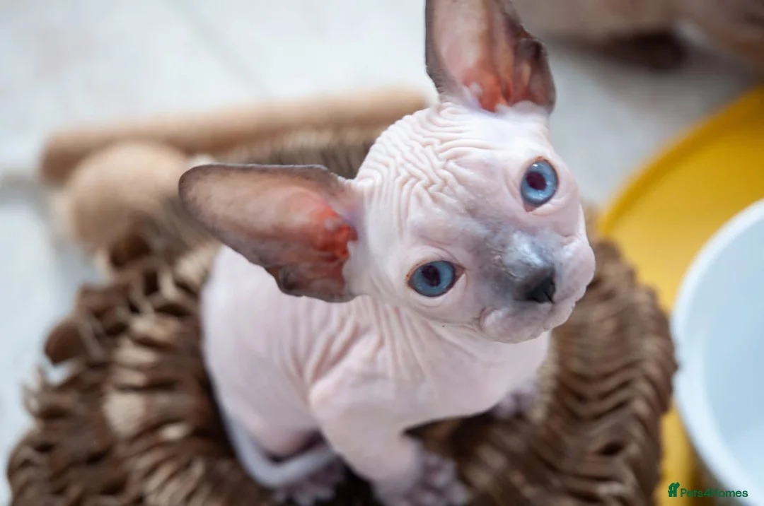 Sphynx cats for sale: Stunning sphinx kittens  - Advert 2