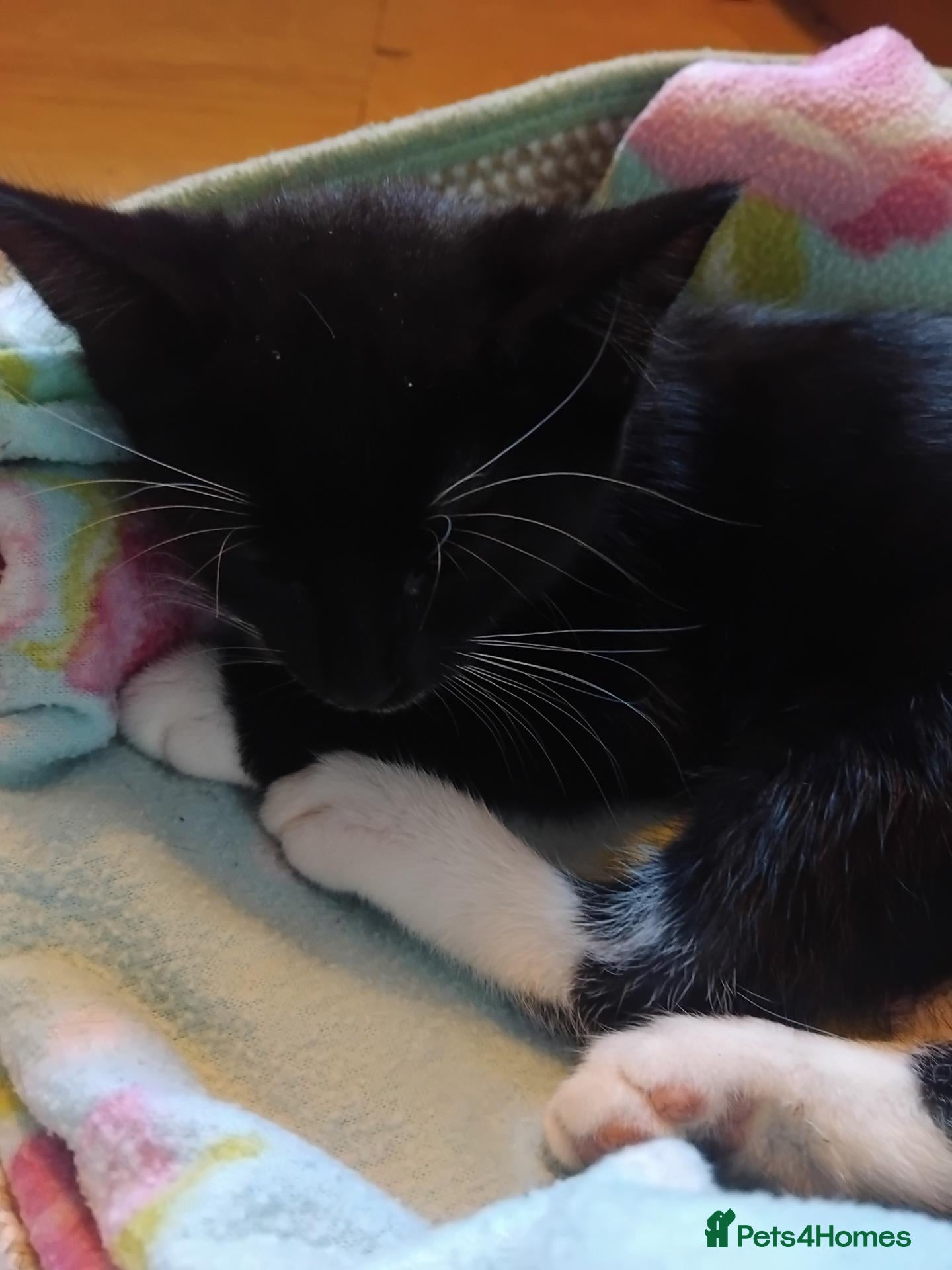 Mixed Breed cats Kittens for sale - Advert 8
